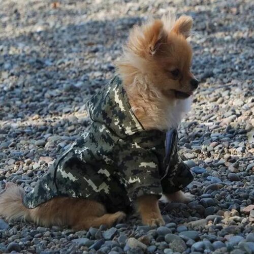 Dog Vest/ Coat Art 104 - Image 4
