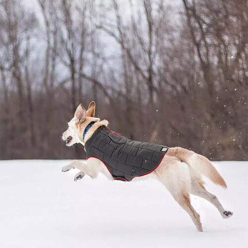 Dog Vest/ Coat Art 108 - Image 3